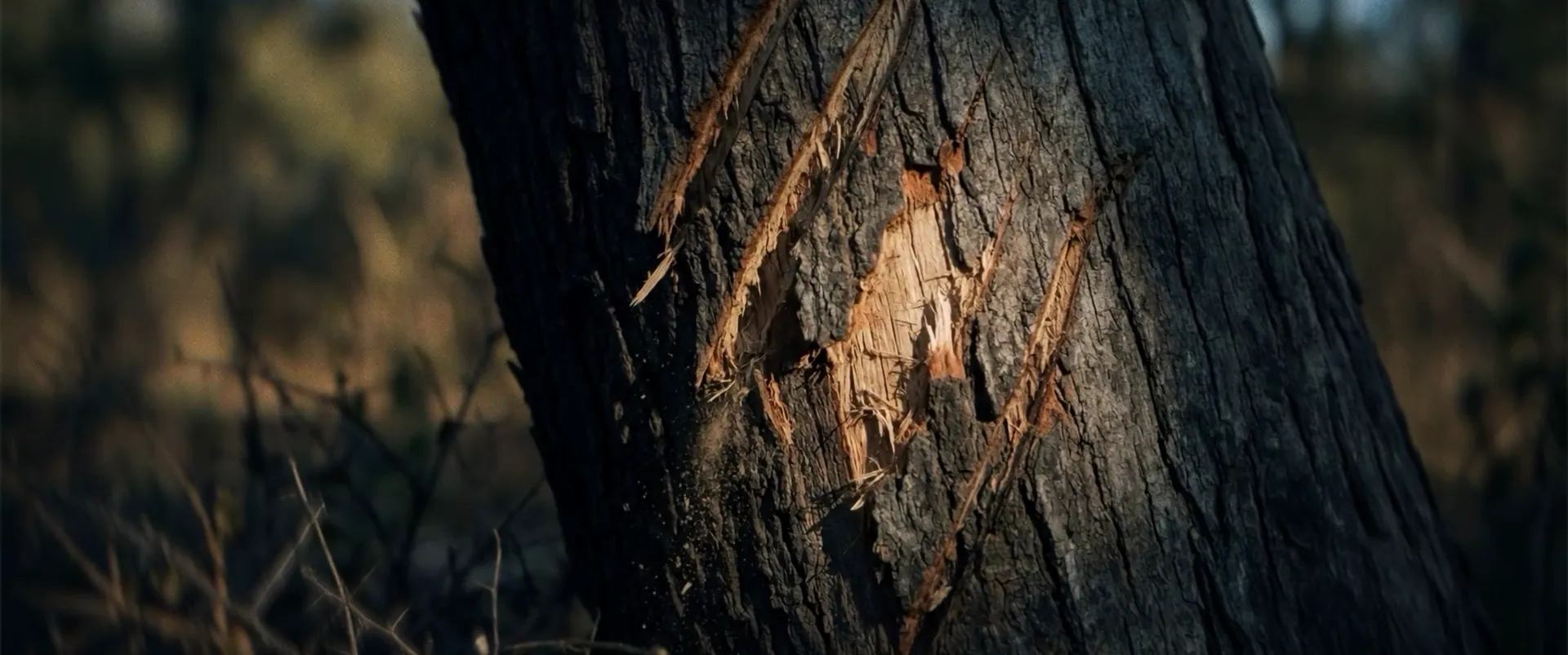 Still from the Roar concept trailer